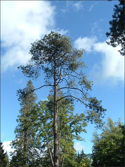 Mexican-Pine