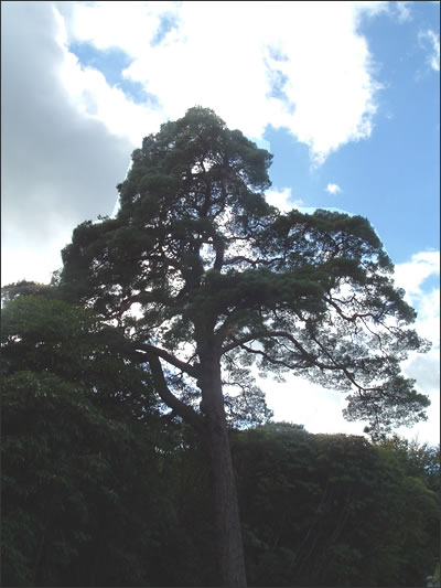 Pinus-sylvestris