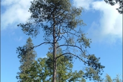 Mexican-Pine